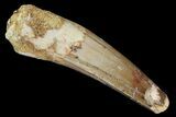 Spinosaurus Tooth - Partial Root #81362-1